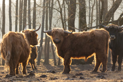 Gentle giants of spring. furry brown wild cow flock grazing in the field in northern europe