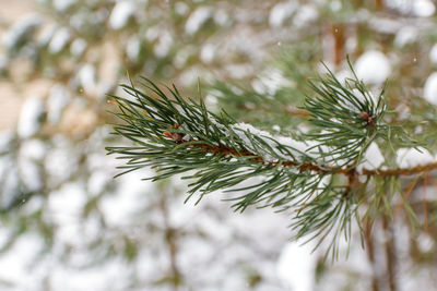branch