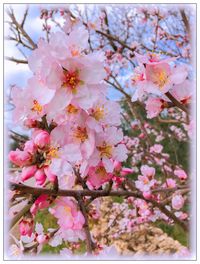 Close-up of pink flowers blooming on tree