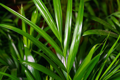 Close-up of grass growing on field