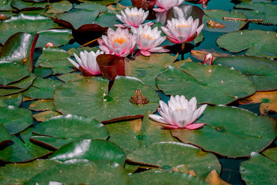 Lotus water lily in lake