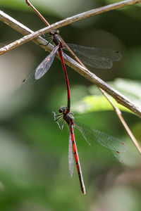 Close-up of insect