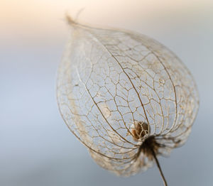 Close-up of wilted plant against sky