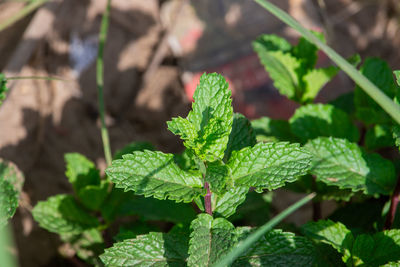 leaf