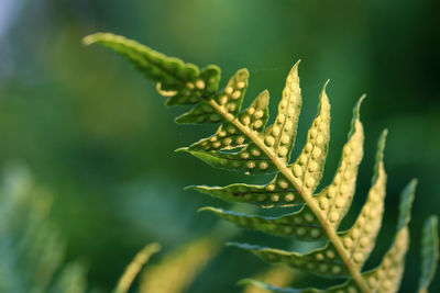 Close-up of green leaf on plant