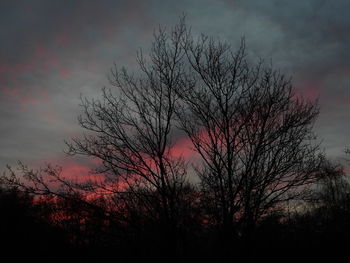 Silhouette of tree during sunset