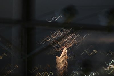 Close-up of plant against white background