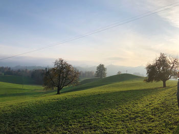 Trees on field against sky