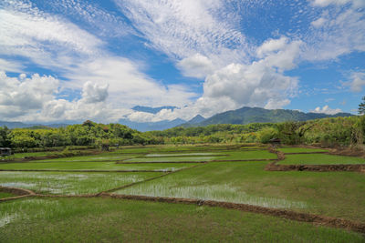 Scenic view of agricultural field against sky