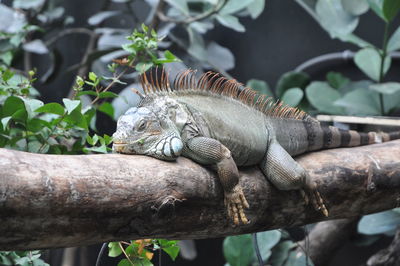 Close-up of lizard on tree