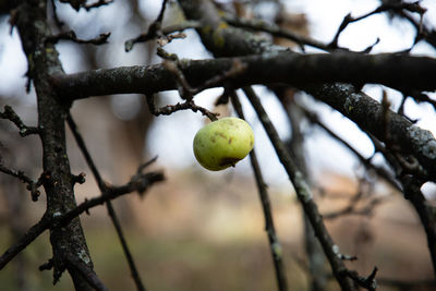 Close-up of apple growing on tree