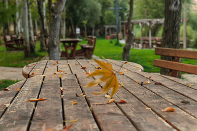 Fallen leaves on bench in park
