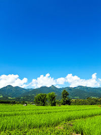 Scenic view of agricultural field against blue sky