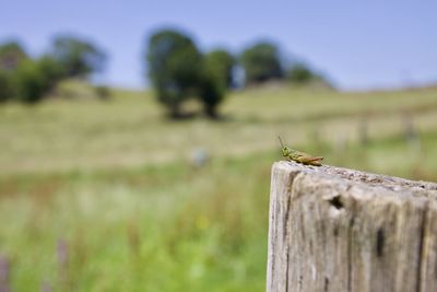 Close-up of insect on wooden post