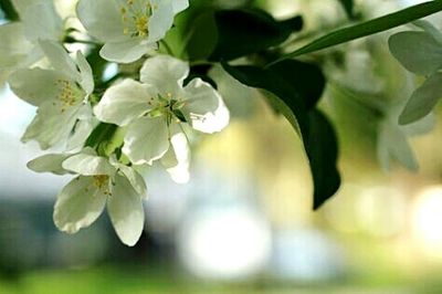 Close-up of white flowers