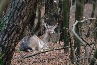 Deer in a forest