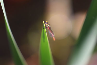 Close-up of insect on plant