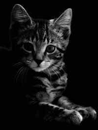 Close-up portrait of cat sitting against black background