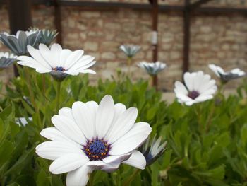 Close-up of white daisy