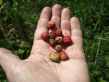 Cropped hands holding wild strawberries on field