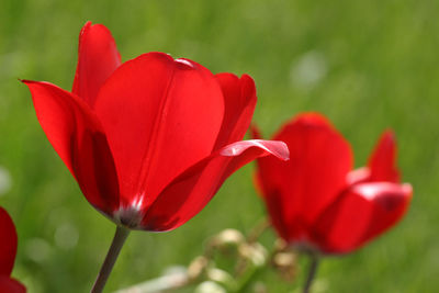 Close-up of red flower blooming in park