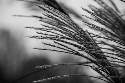 Close-up of plants