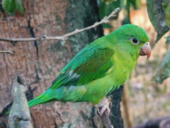 Close-up of parrot perching on tree