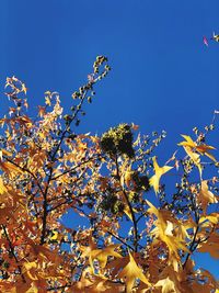 Low angle view of flowering plant against clear blue sky