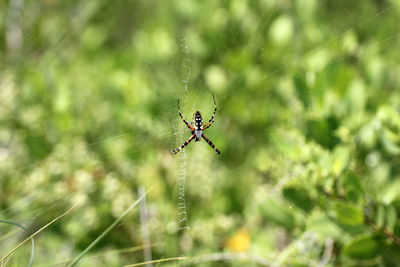 Close-up of spider on web