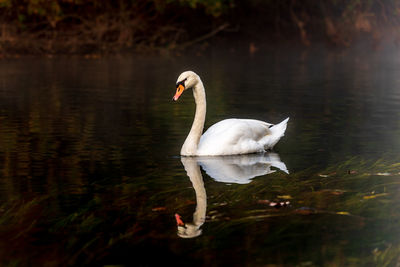 Swan swimming in lake