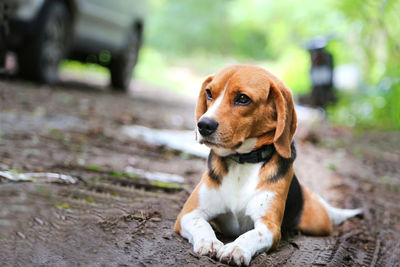 Dog looking away