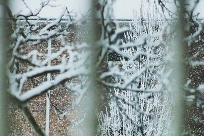 Close-up of tree during winter