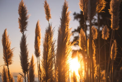 Close-up of stalks in field against sunset sky