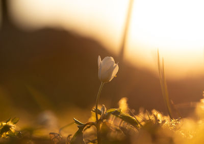 Beautiful white wood anemone flowers on a forest ground. shallow depth of field. 