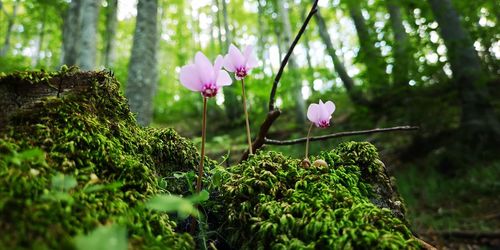 Close-up of pink flowering plant in forest