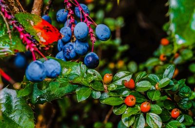 Close-up of berries growing on tree