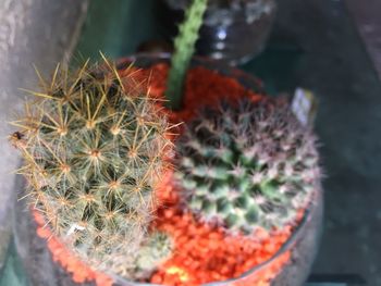 Close-up of cactus plant in pot