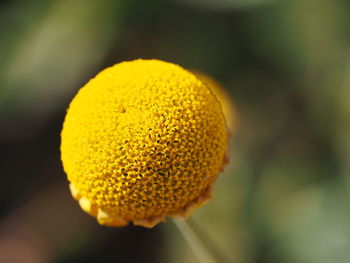 Close-up of yellow flowers