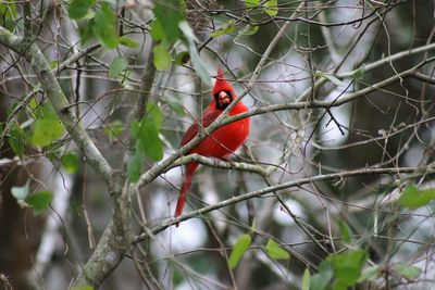 Cardinal perching on branch