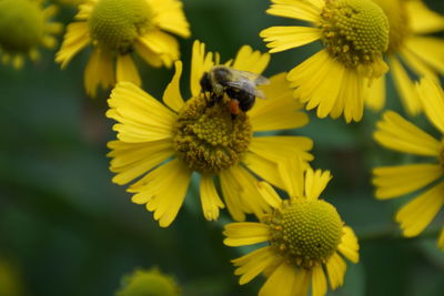 Close-up of bee pollinating on yellow flower