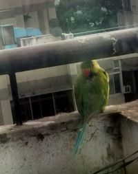 Close-up of parrot in cage