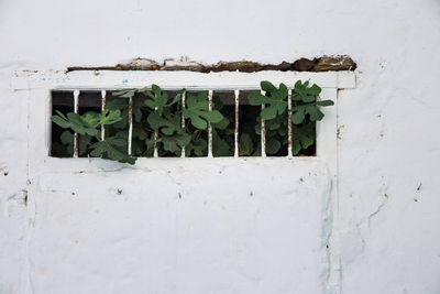 Close-up of window on wall