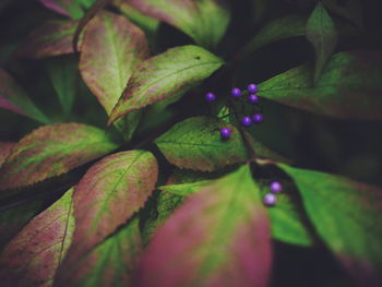 Full frame shot of purple flower buds
