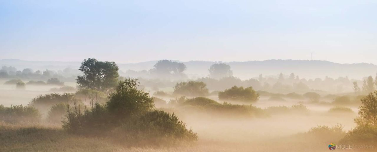 tree, tranquility, nature, tranquil scene, beauty in nature, fog, scenics, landscape, idyllic, mist, outdoors, hazy, no people, day, growth, sky