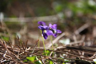 Close-up of purple crocus flowers on field