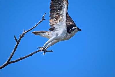 Low angle view of birds against clear blue sky