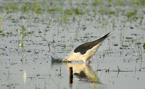 Bird flying over water