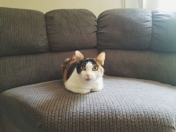 Portrait of cat relaxing on sofa at home