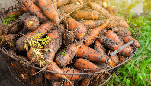 Freshly picked carrots in a basket. freshly harvested. agriculture and farming