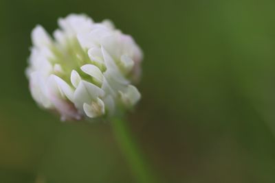 Close-up of flower blooming outdoors